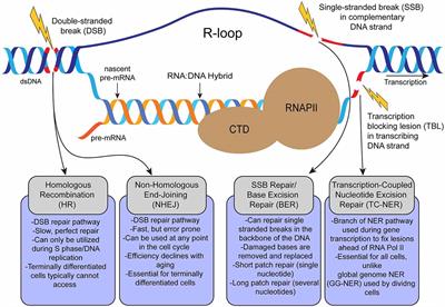 R-loop Mediated DNA Damage and Impaired DNA Repair in Spinal Muscular Atrophy